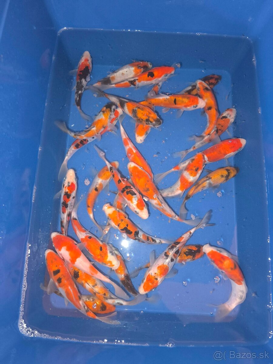 Koi japan kapre - 2