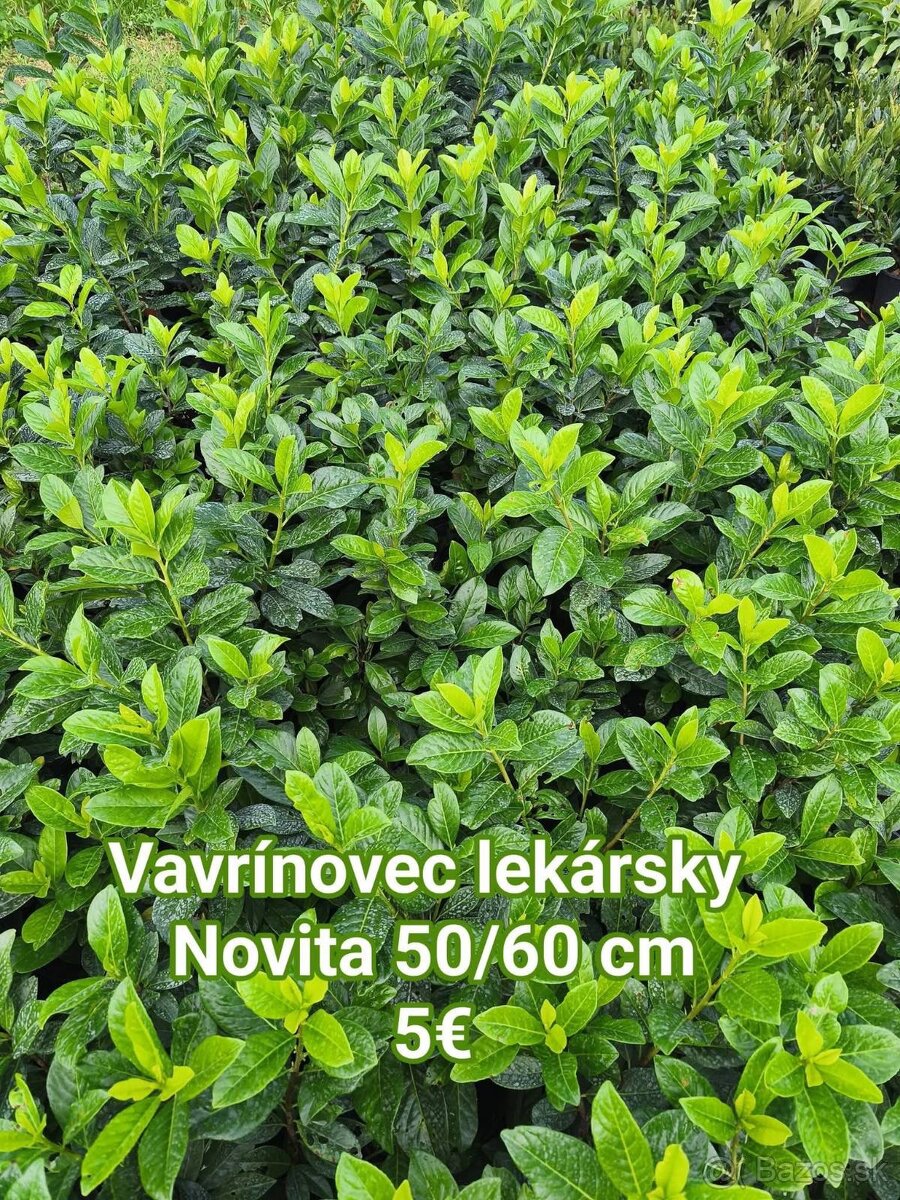 Vavrinovec cervienka - 2