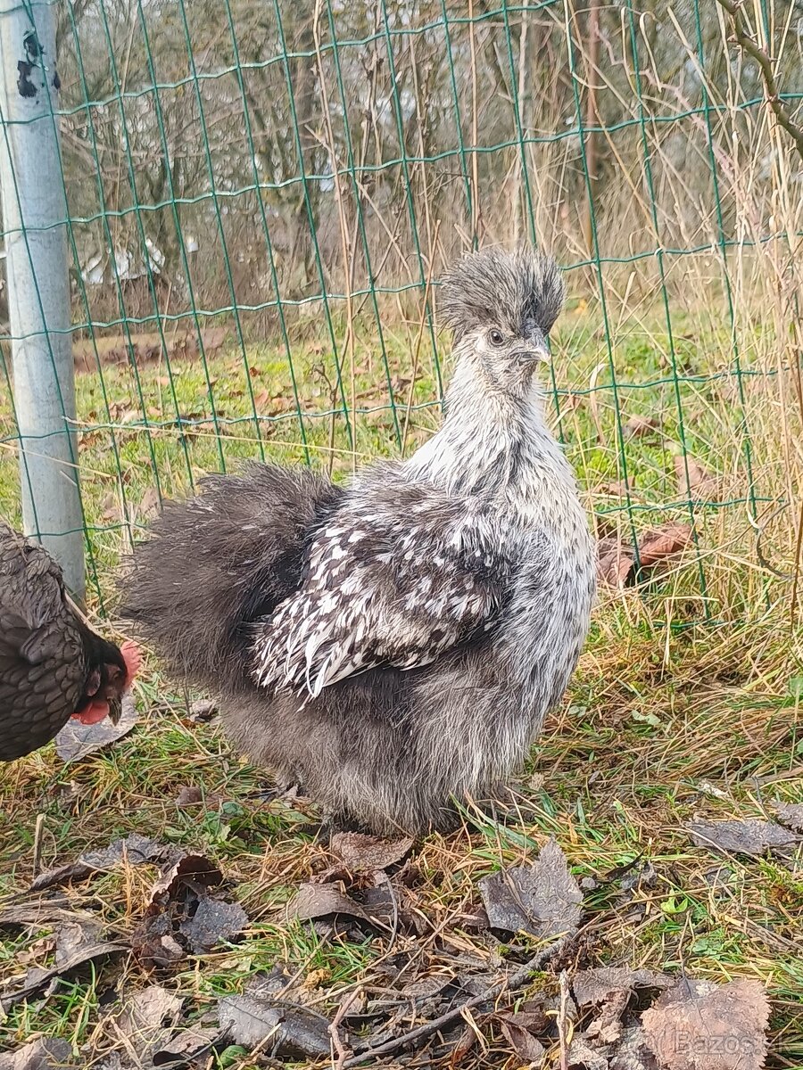 Kohút hodvábničky - 2