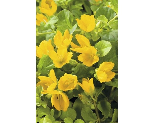 Čerkač bodkovaný , čerkač peniažtekový - 2