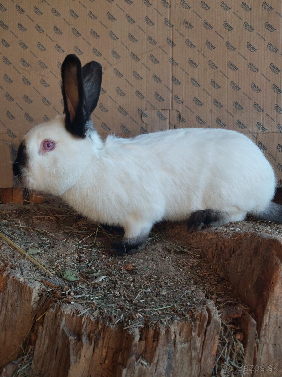 Kalifórnsky králik - 2