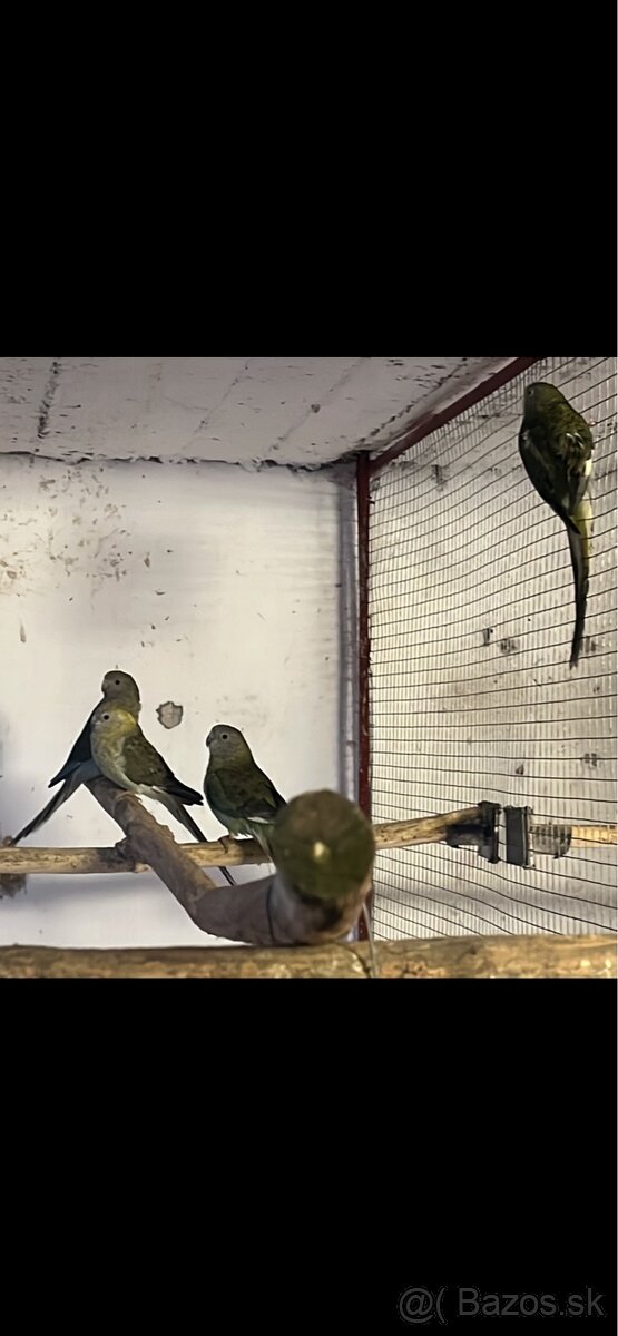 Papagaje spevave - 2