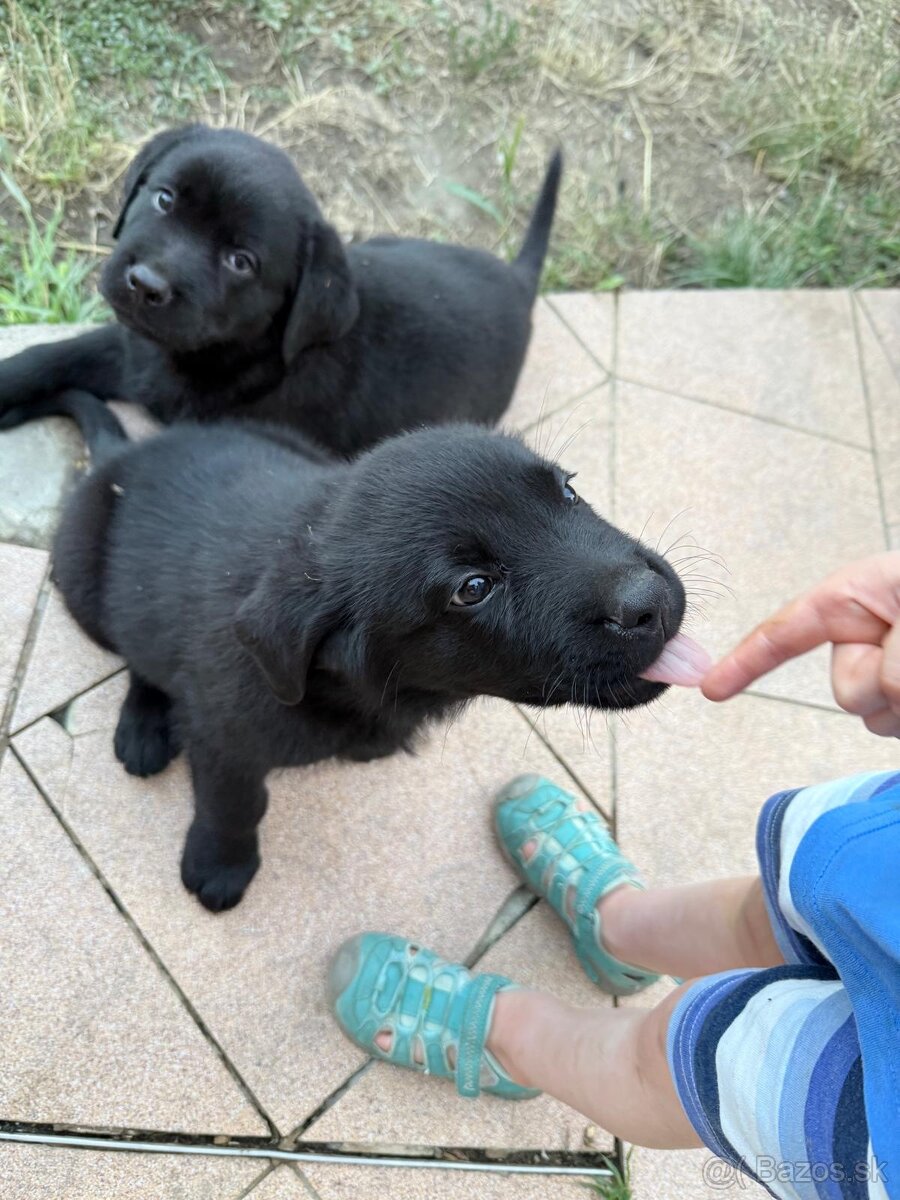 Rotvajler x Labrador - 2