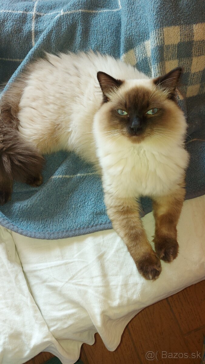 Ponukam kocura na krytie - 2