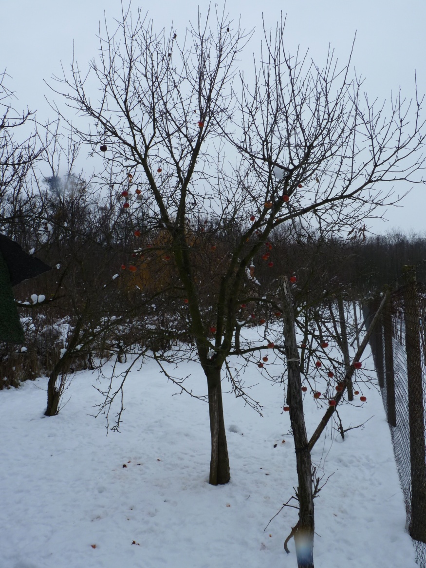 Predaj, pozemok, Podhájska - 2