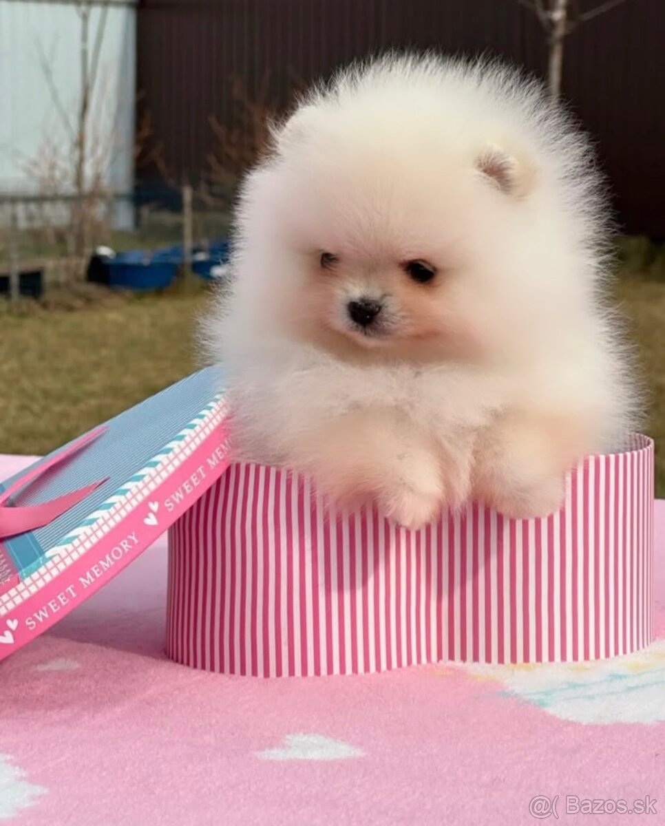 Pomeranian mini - 2