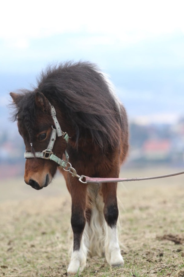 Belgický miniatúrny poník - 2