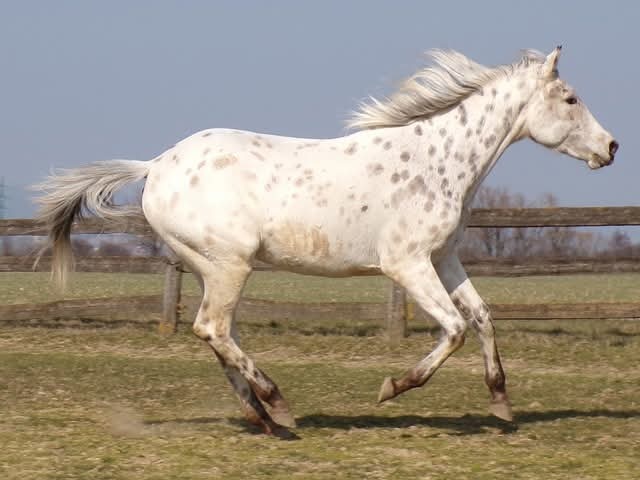 Appaloosa kobylka - 2