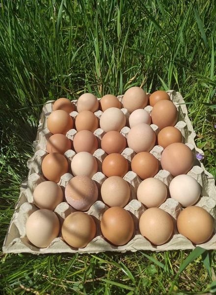 Domáce vajíčka - 2