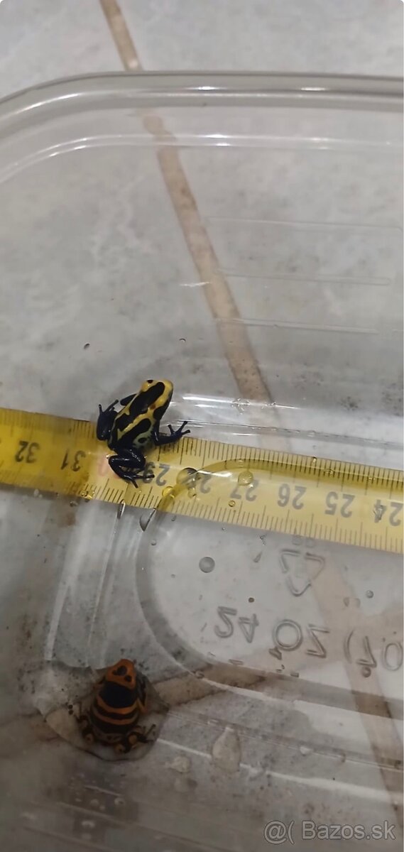 Pralesničky-Dendrobates - 2