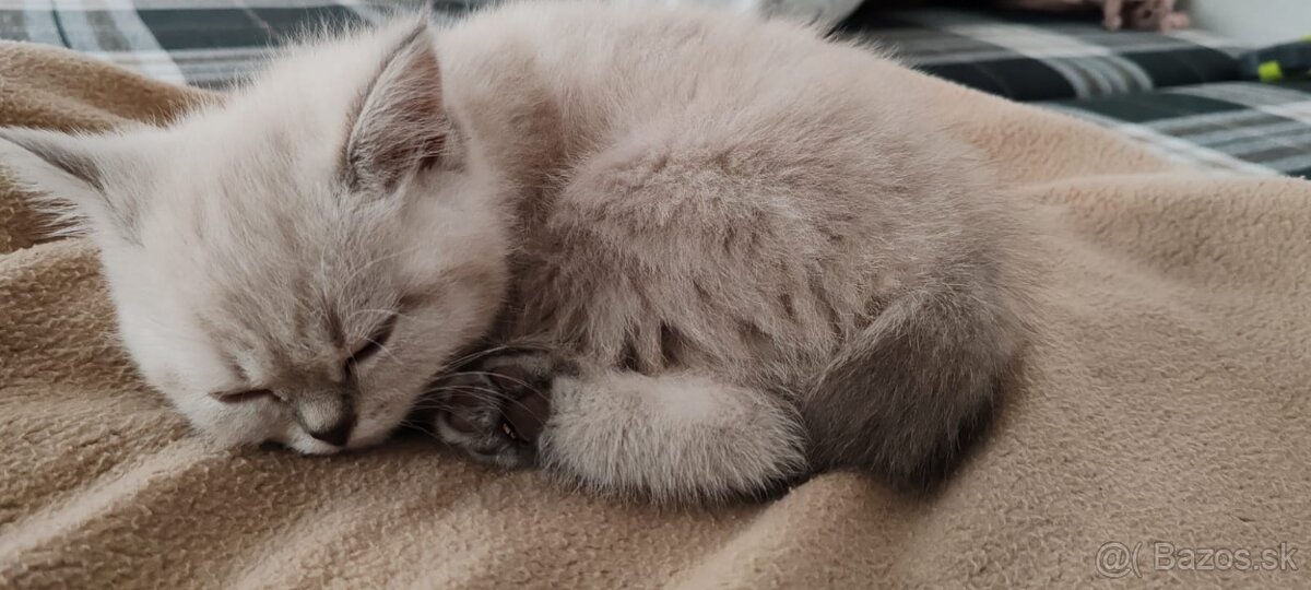 Predam krasne Britske Maciatko - 2