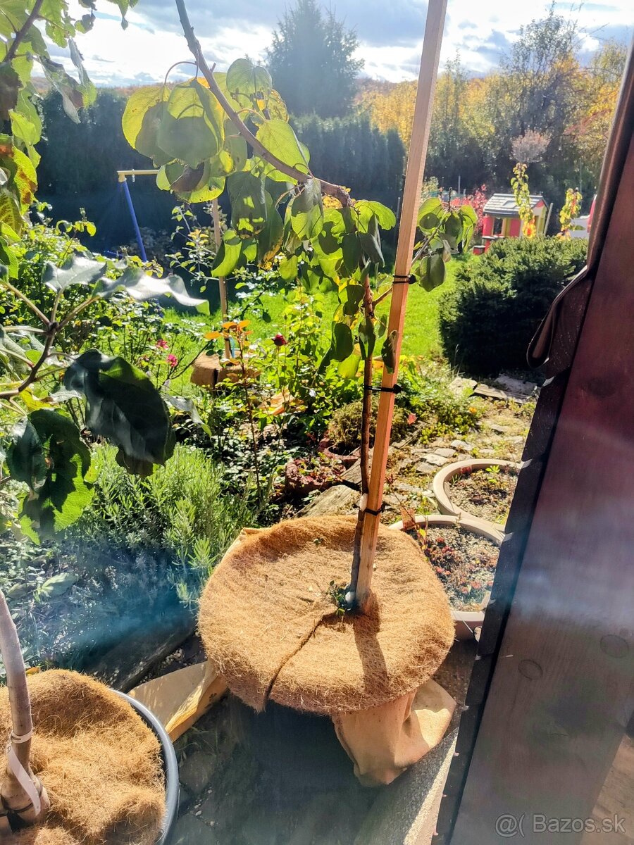 Predám Broskyňa , Marhuľa , Jabloň , Slivka , Hruška, Višňa. - 2