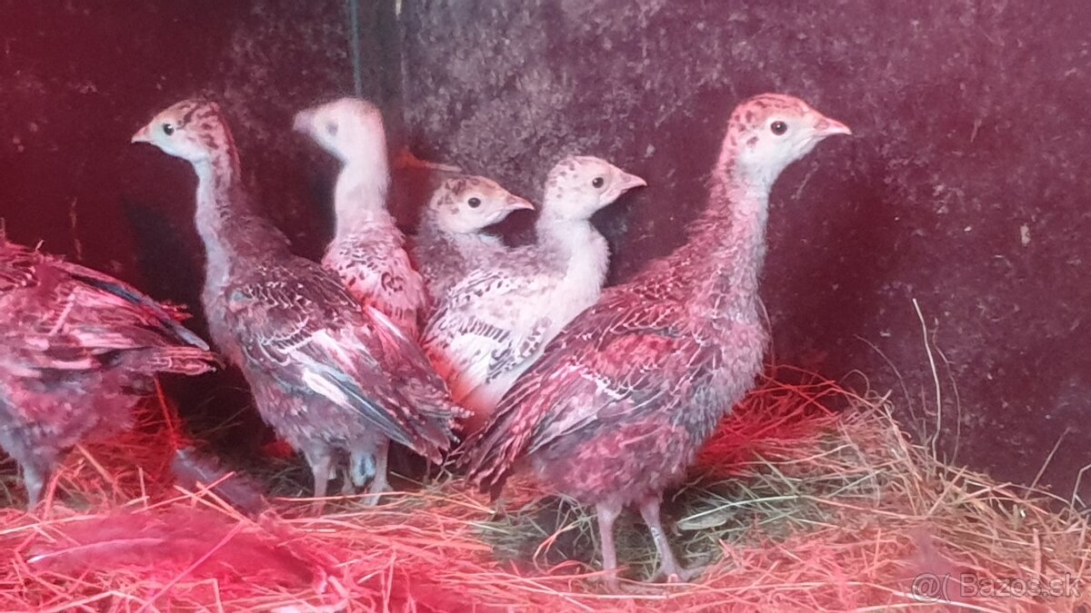 Kurcata morky bronzovej - 2