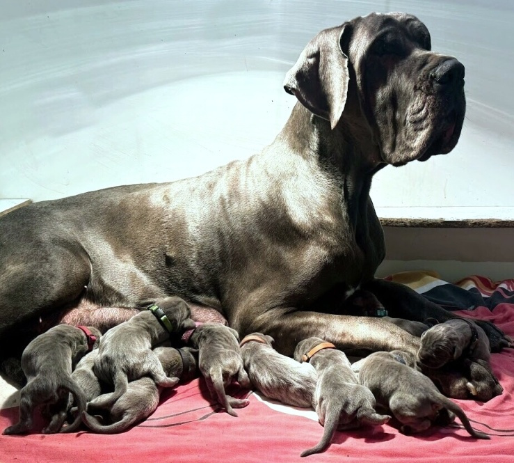 Německá doga modrá s PP - 2