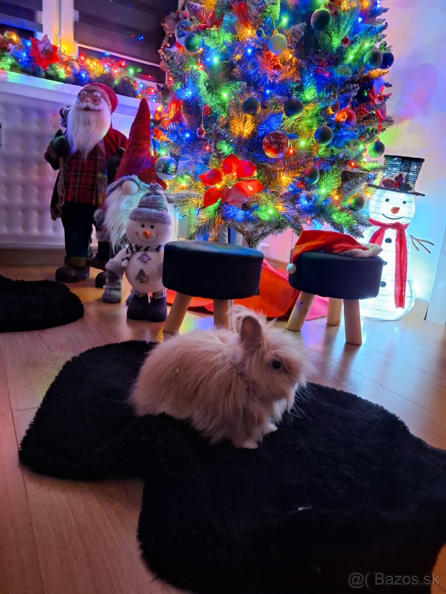 Predám zakrslého zajaca - 2