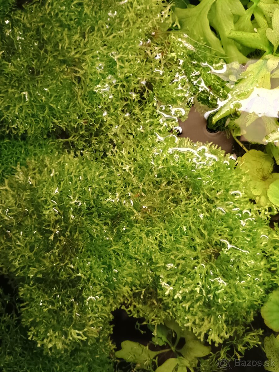 Riccia fluitans (mach) - 2