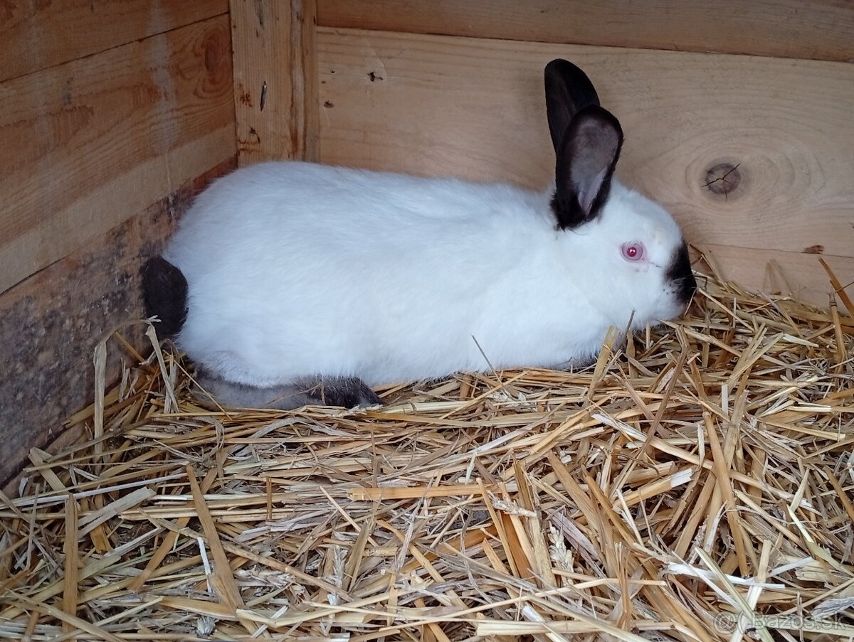 Kalifornský zajac - 2