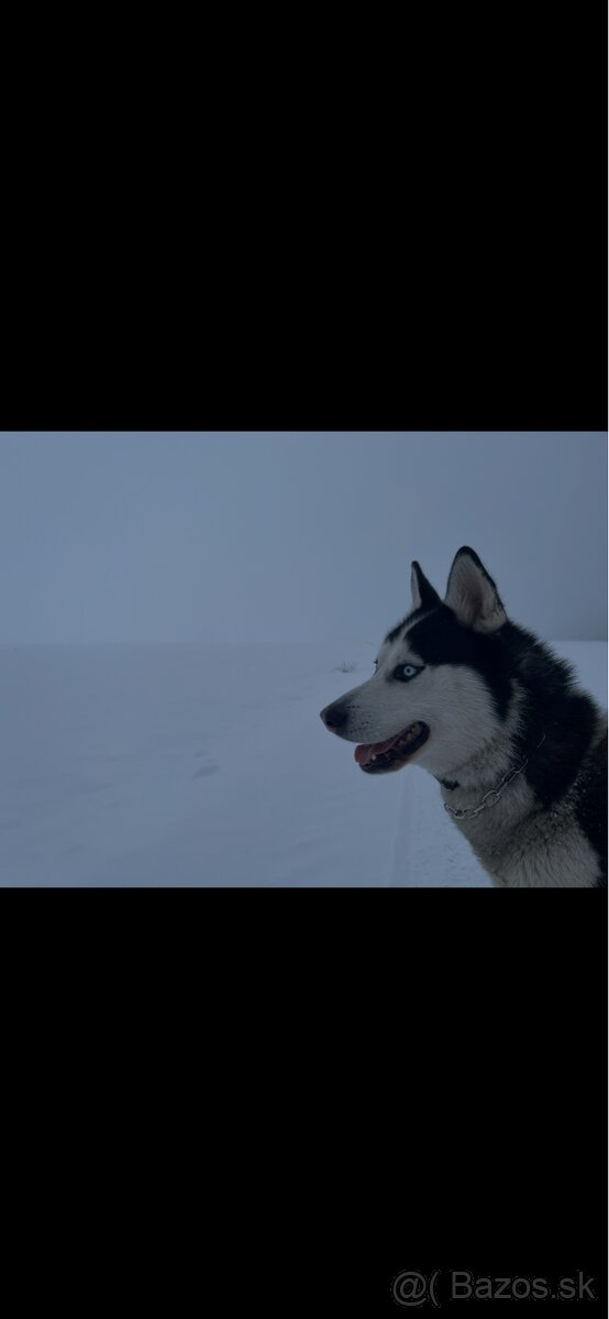 Darujem psa huskyho - 2