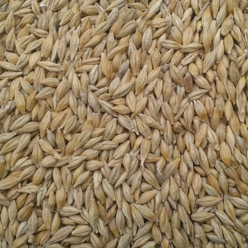 Jačmeň/Slnečnica - 2