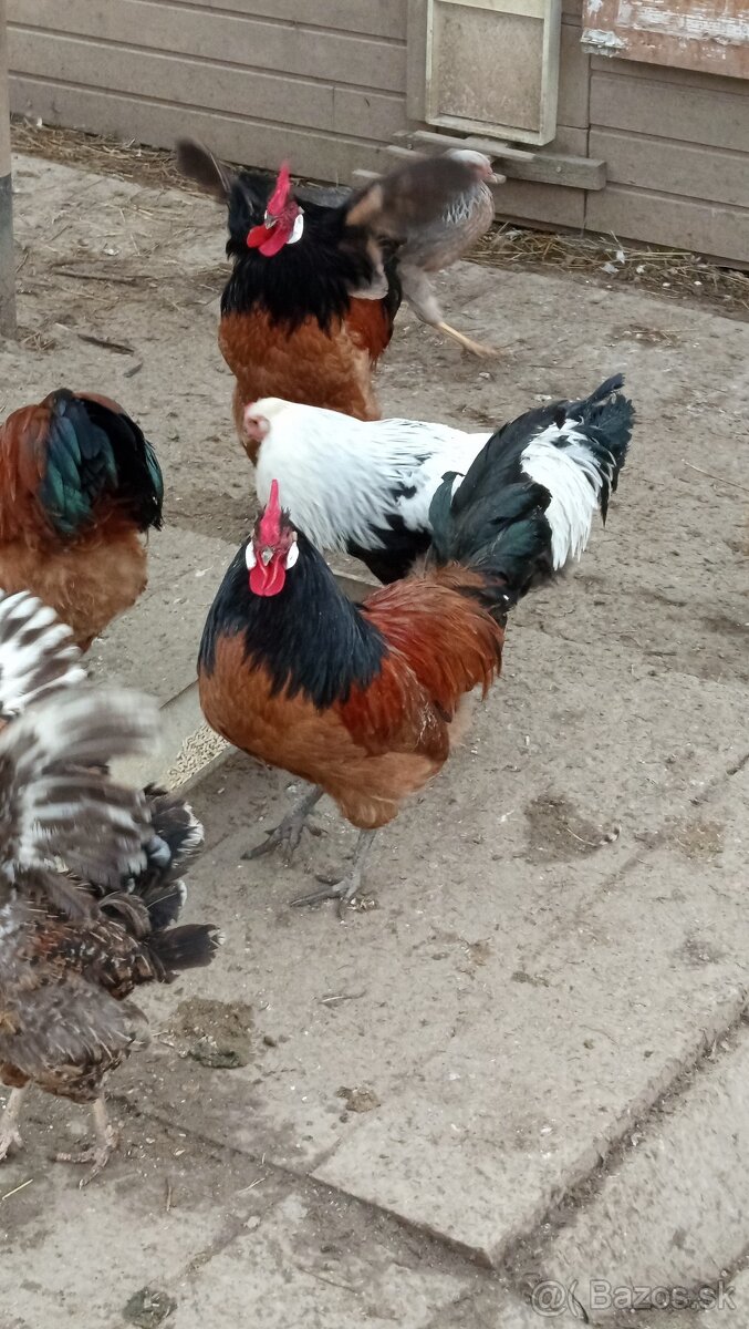Vymenim, predam mlade kohúty - 2