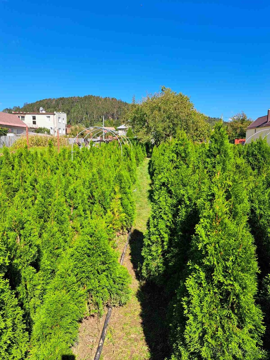 Tuja smaragd, Košice, Prešov, Rožňava, Michalov - 2