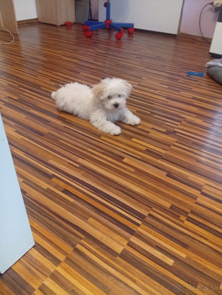 Šteniatko maltezáka - 2