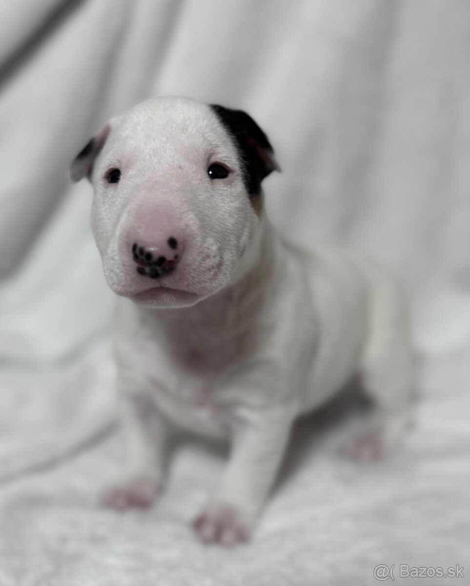 Miniaturní bulteriér s PP pes - 2