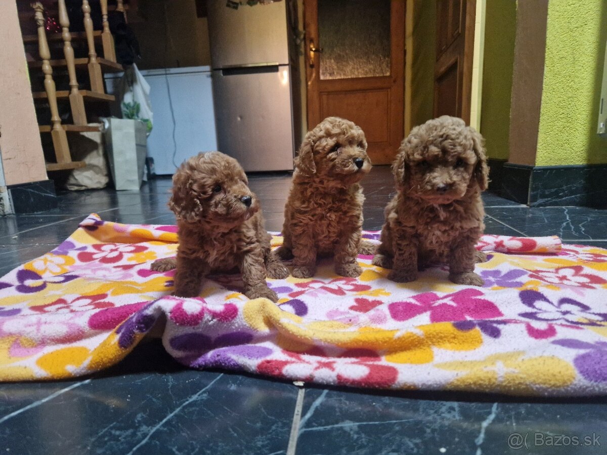 pudel trpasličí s PP - 2