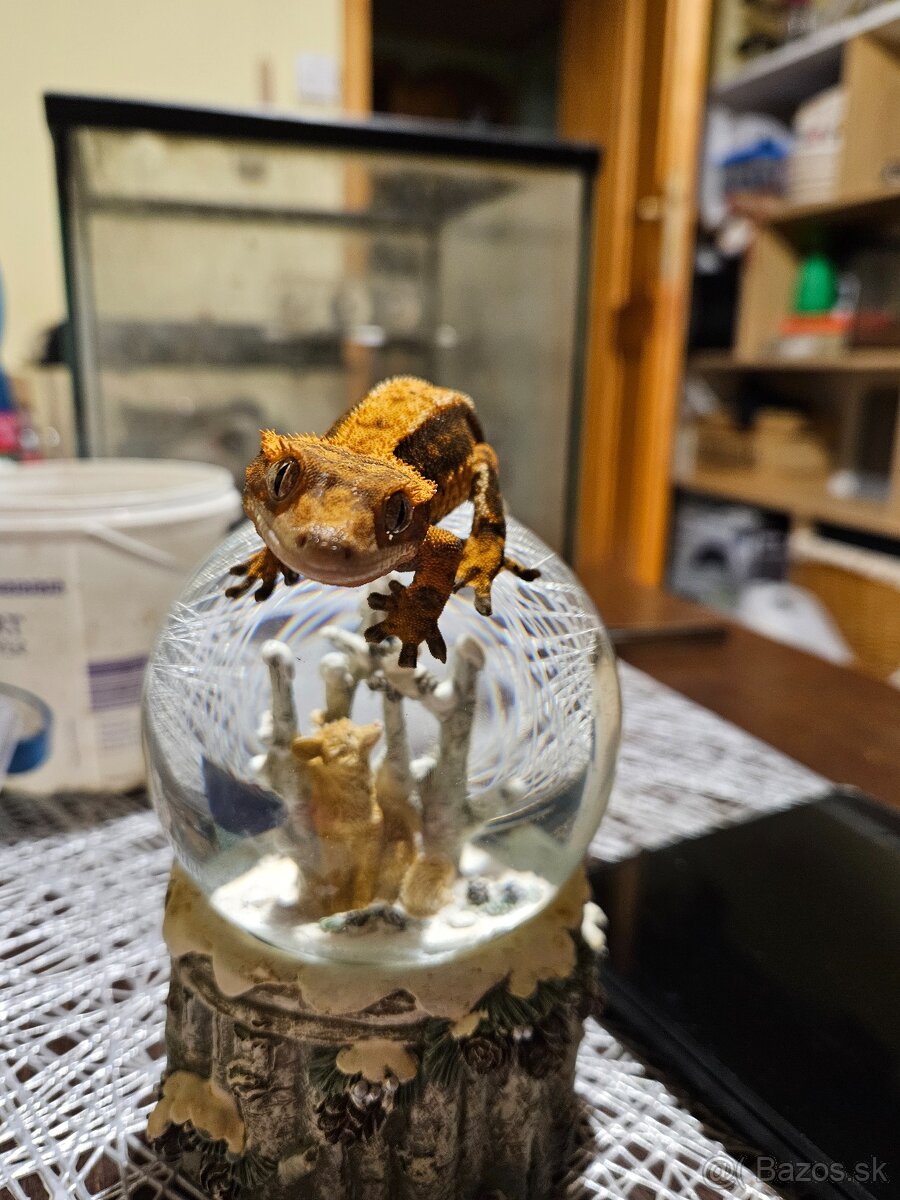 Samičky Pagekona riasnateho - 2