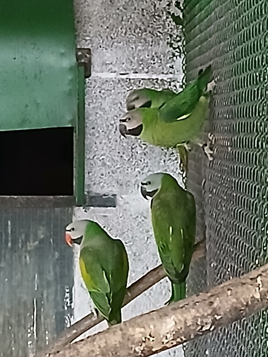 Alexander fúzatý - 2