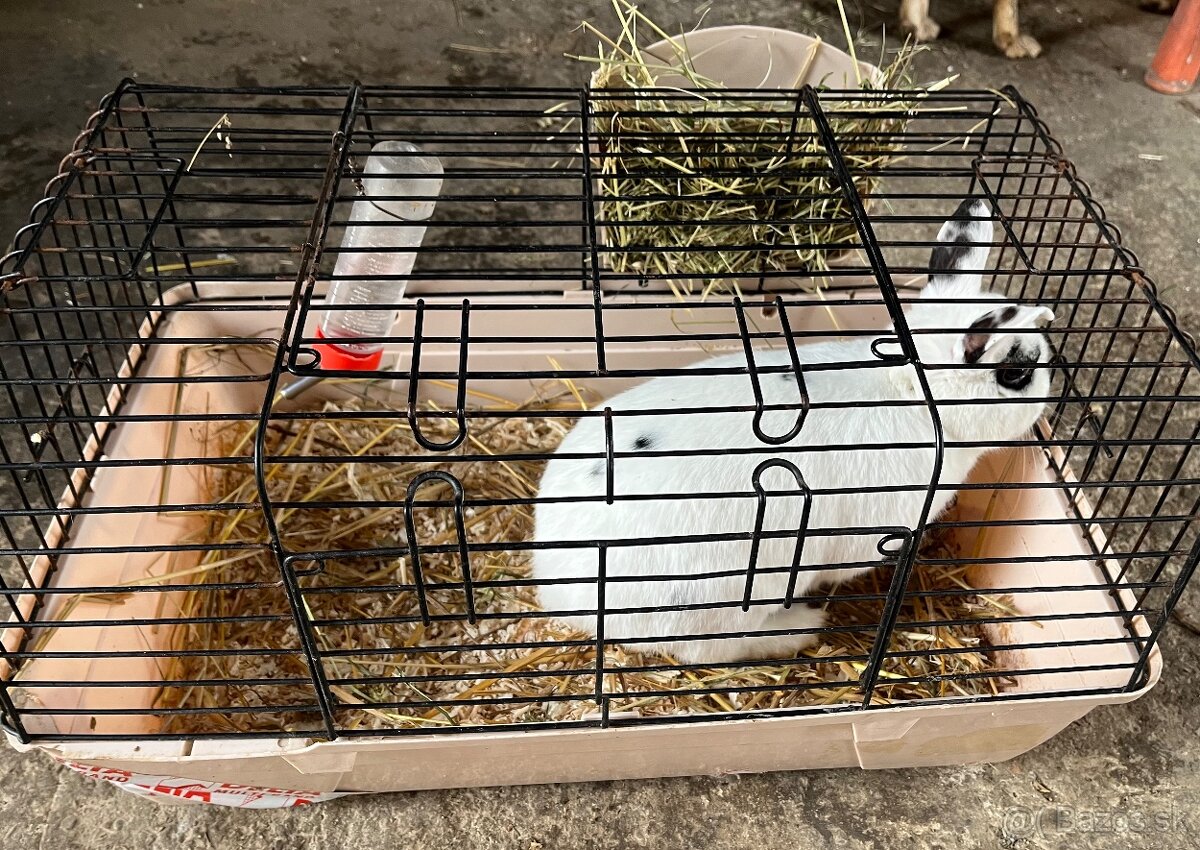 Zakrslý králik- samička, 3 roky - 2