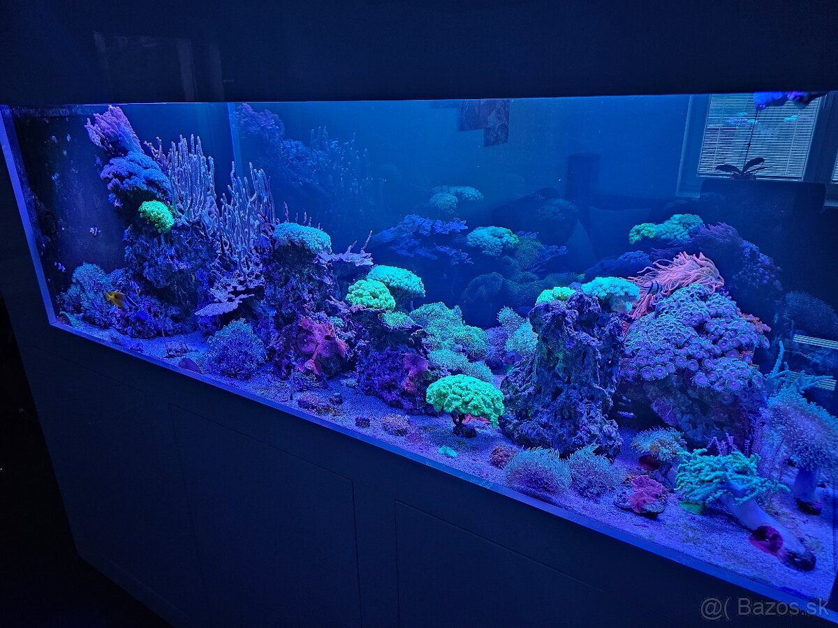1000l morské akvarium - 2
