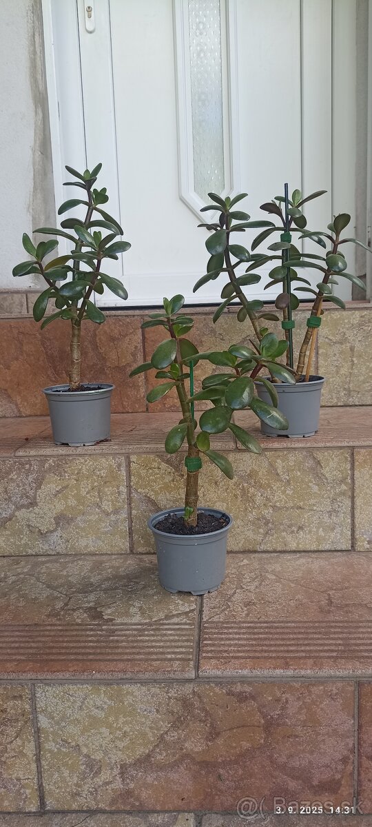 Crassula ovata - 2