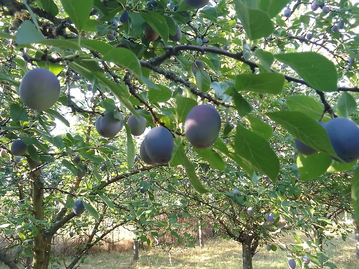Slivka čačanská najboleja - 2