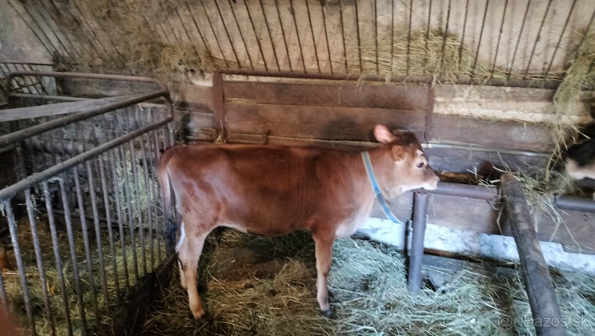 Jersey jalovička - 2