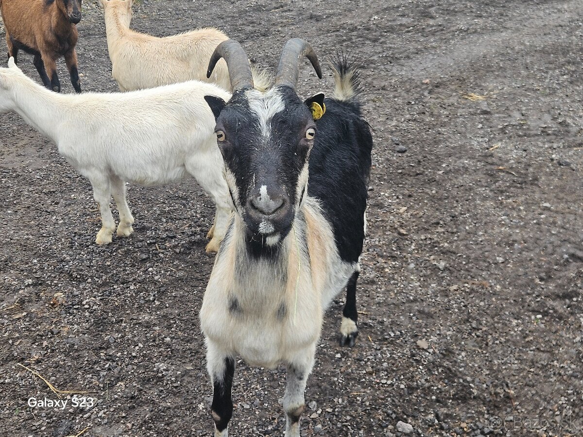 Kozy - 2
