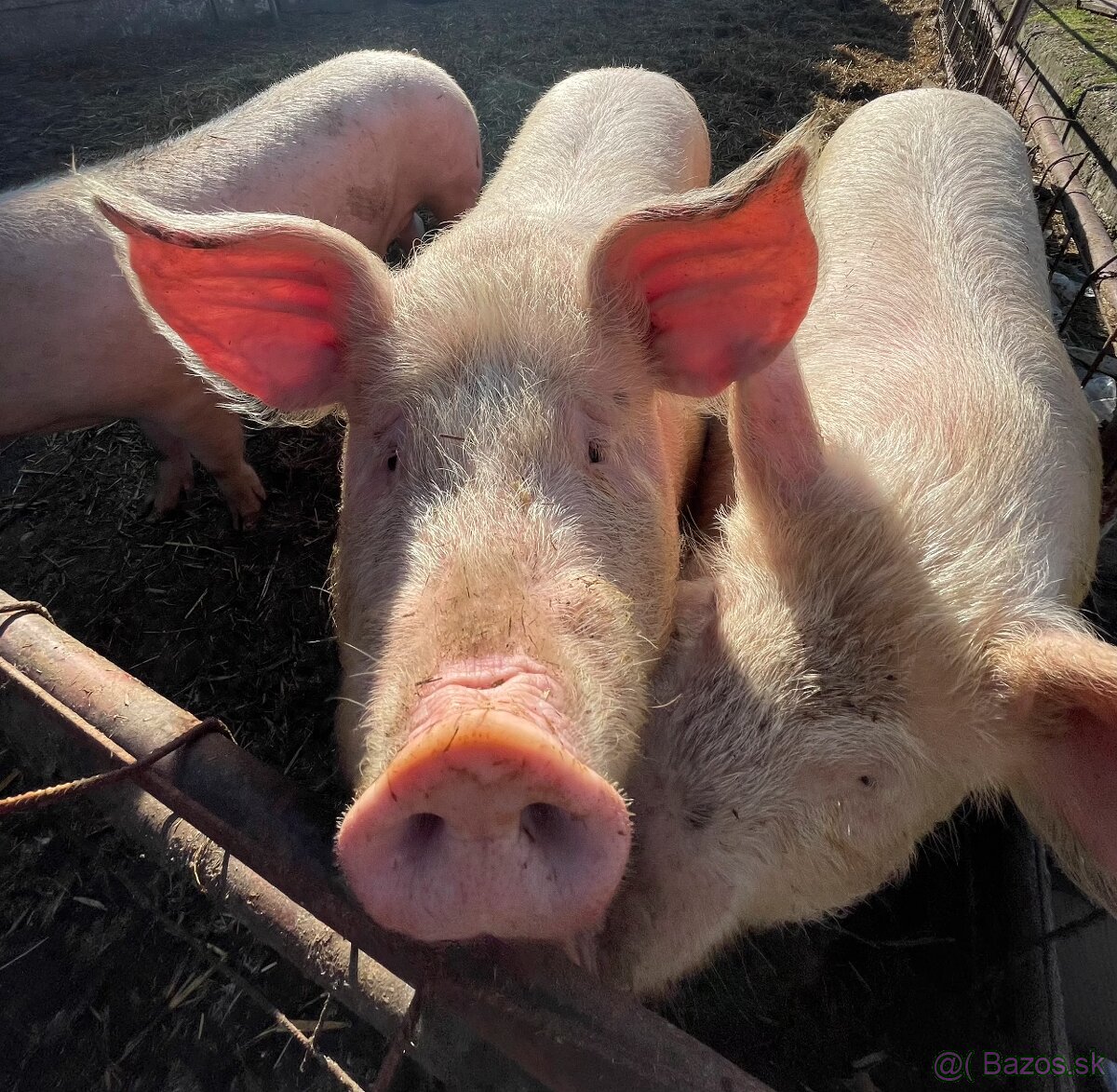 Osipane jatocne 2,3e/kg - 2