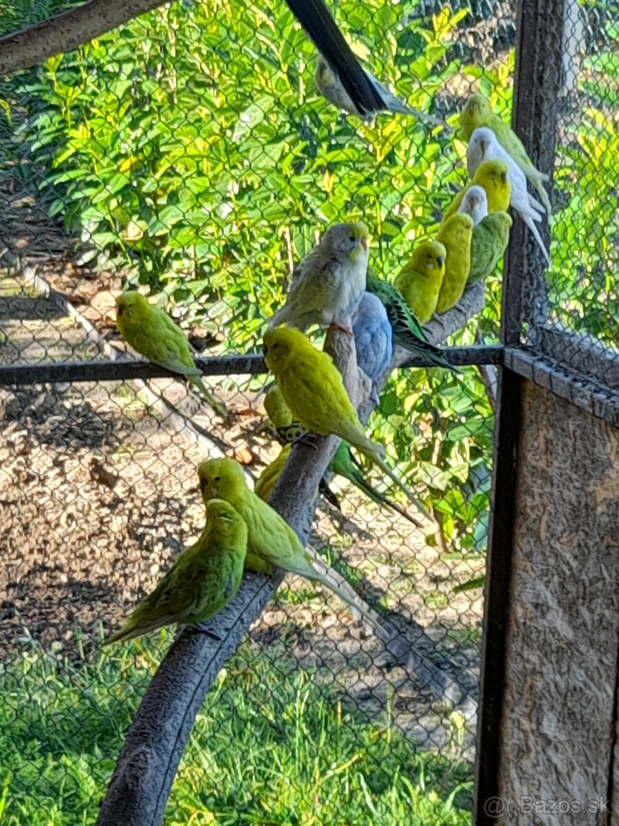 Predám rozely lutino, rubino, penant, andulky - 2