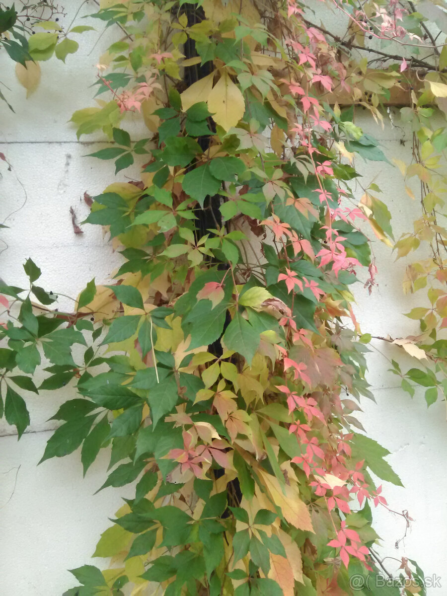 Pavinič päťlaločný - 2