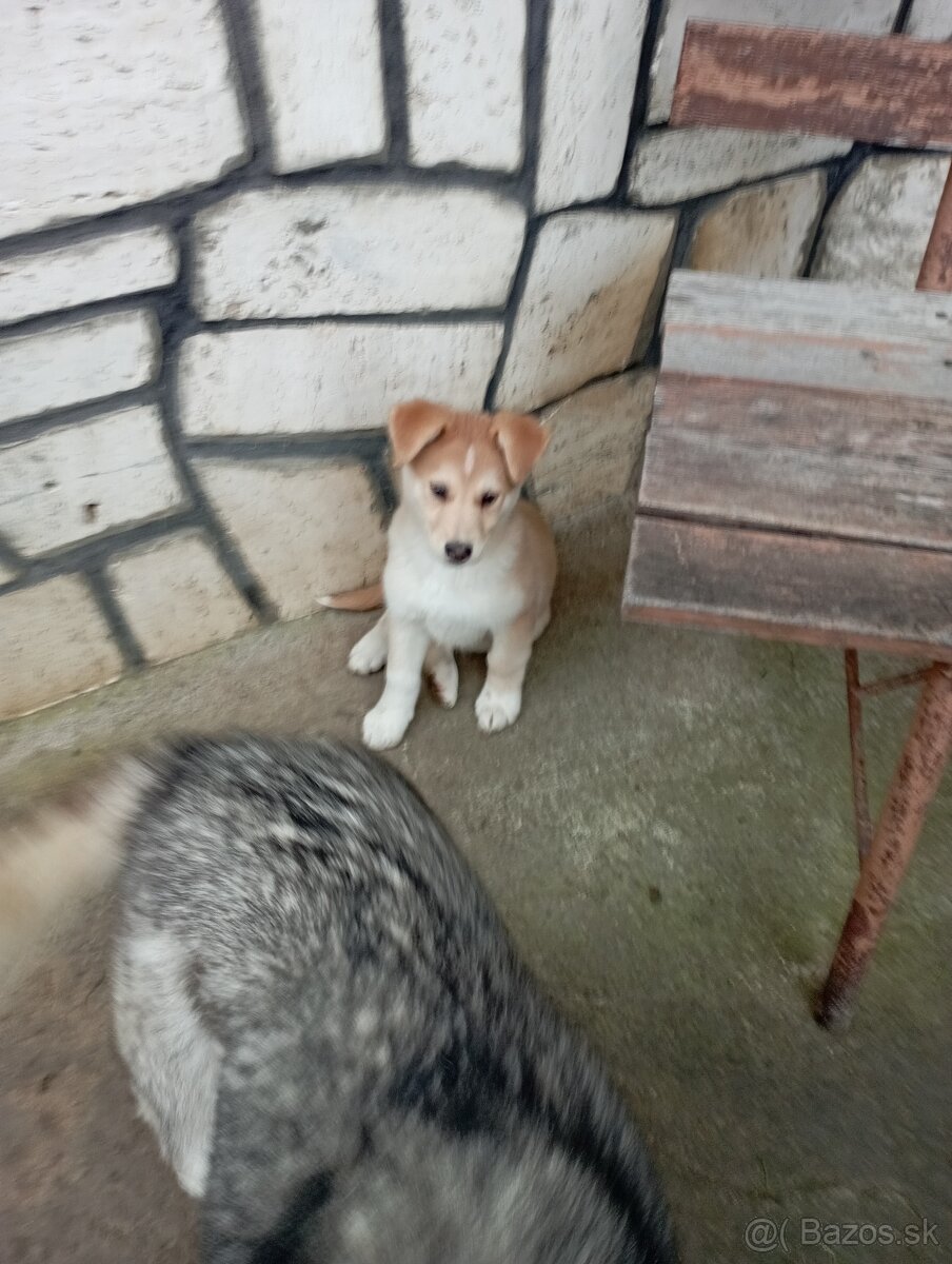 Šteniatka šteňata stenata - 2