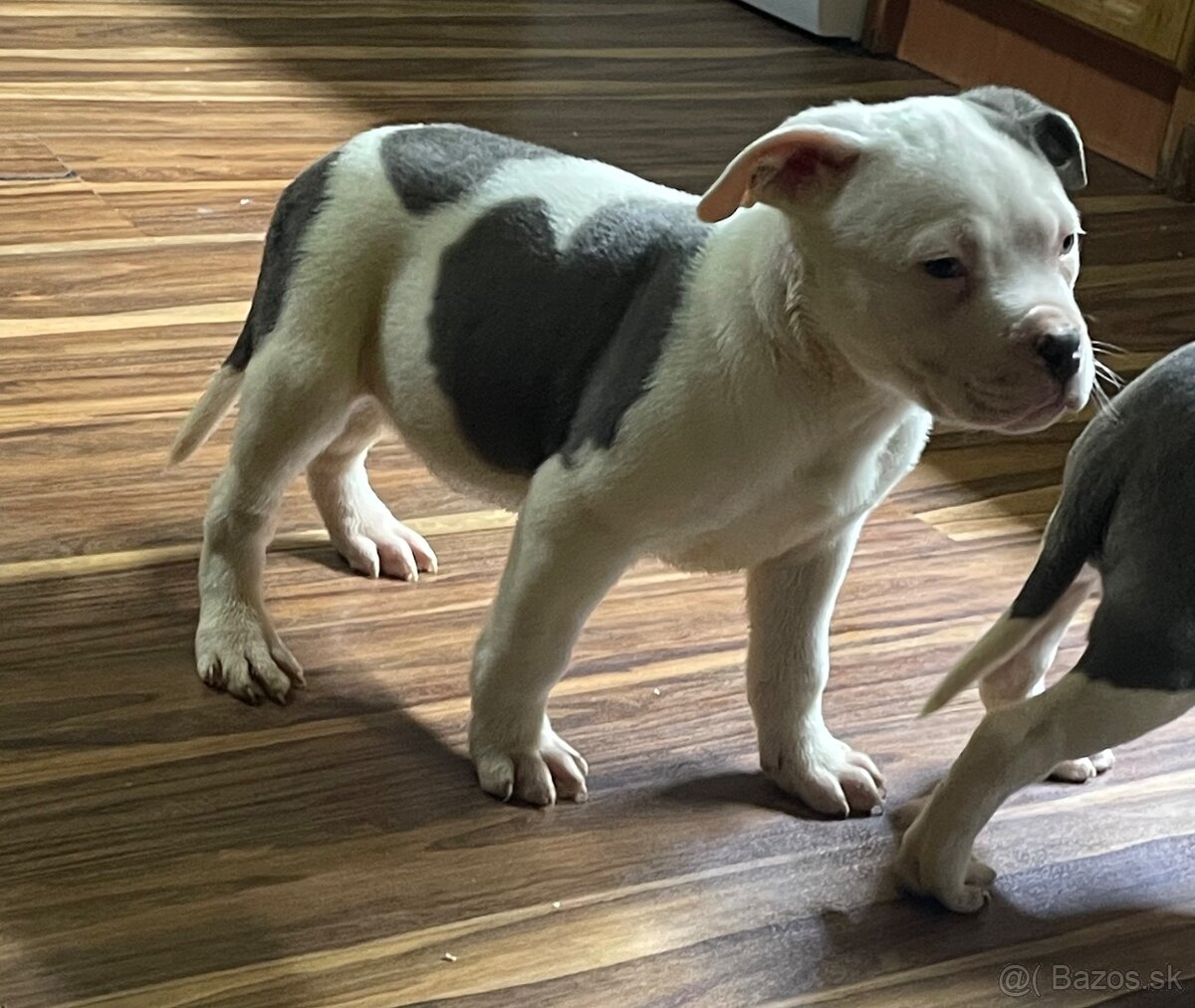 Americký stafordšírsky teriér, Staford - 2