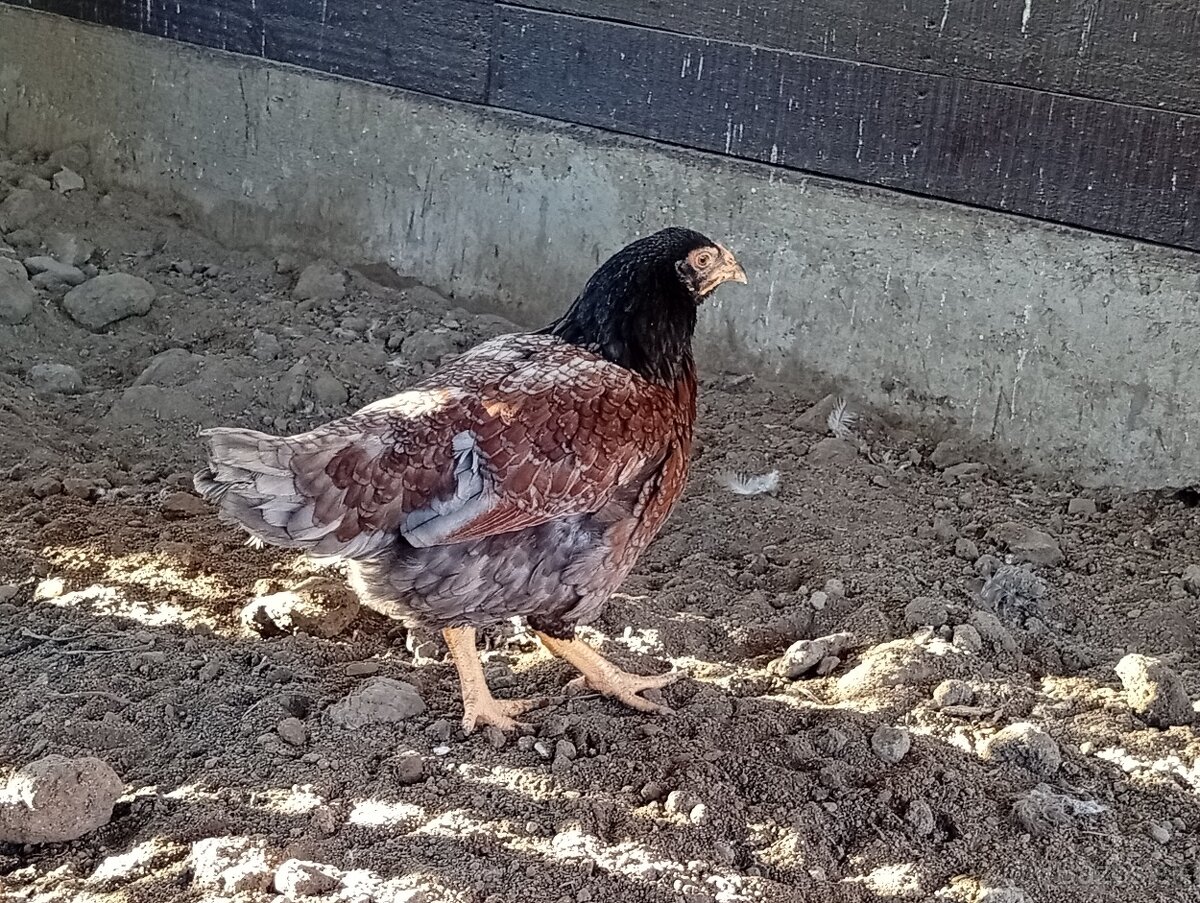 Indická bojovníčka - 2