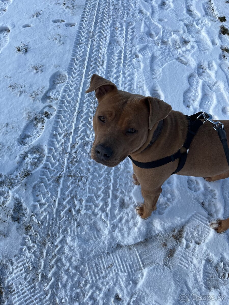 Staford fenka darujem - 2