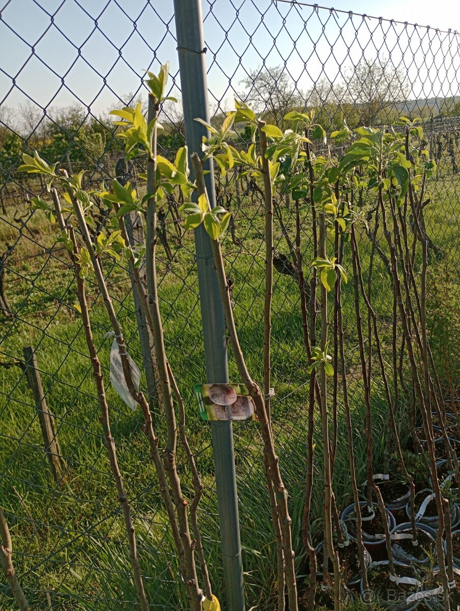 Višňa,Čerešňa,Slivka,jabloň - 2