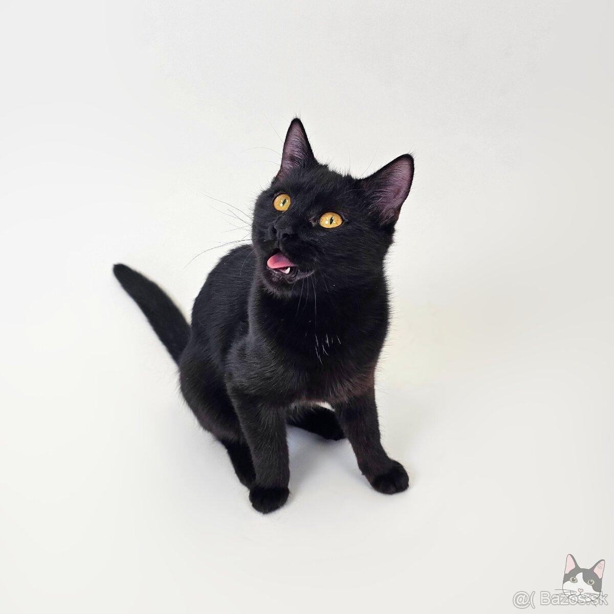 Drobunká POPPY hľadá domov - 2