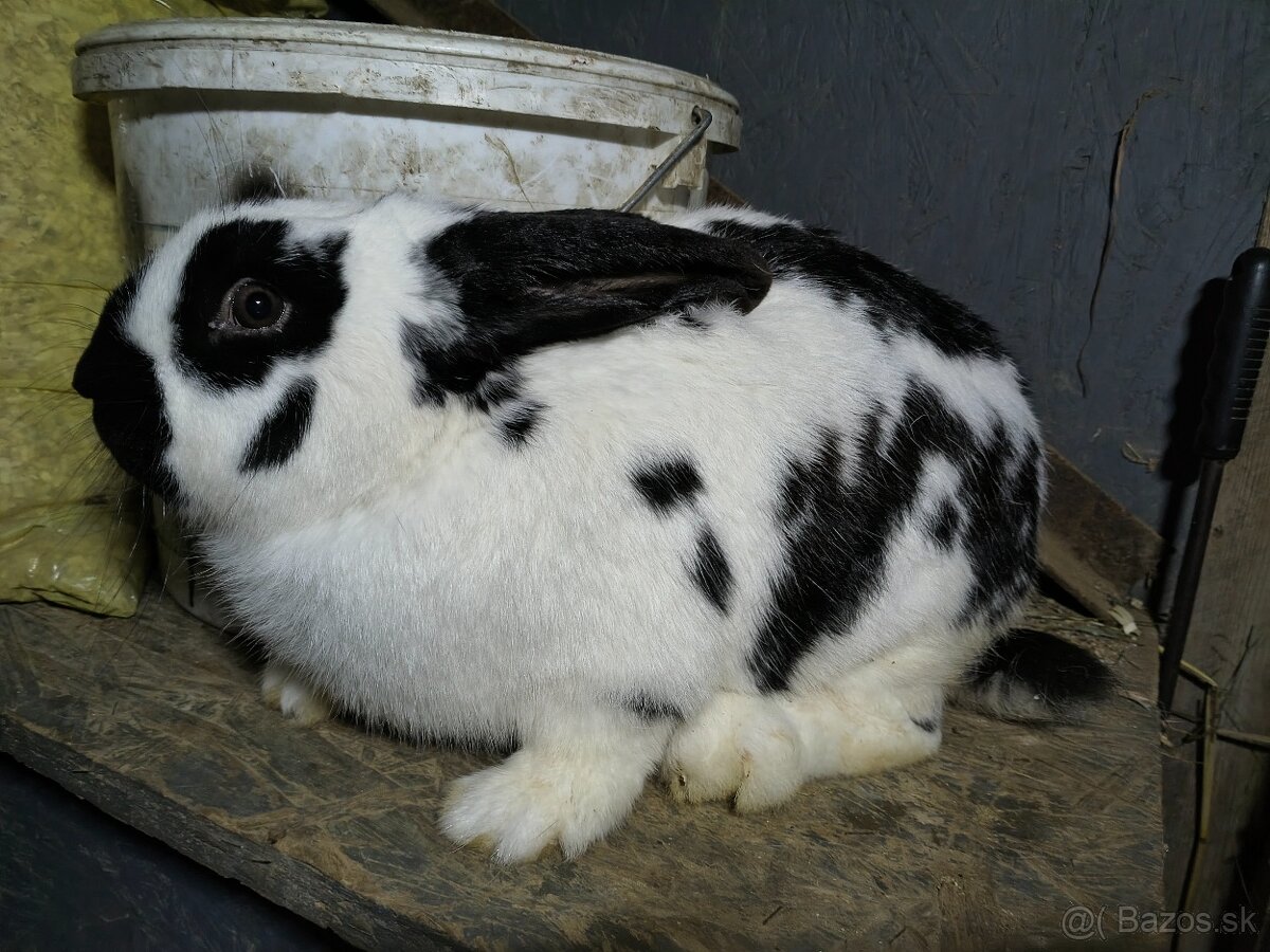 Predám králiky samce - 2