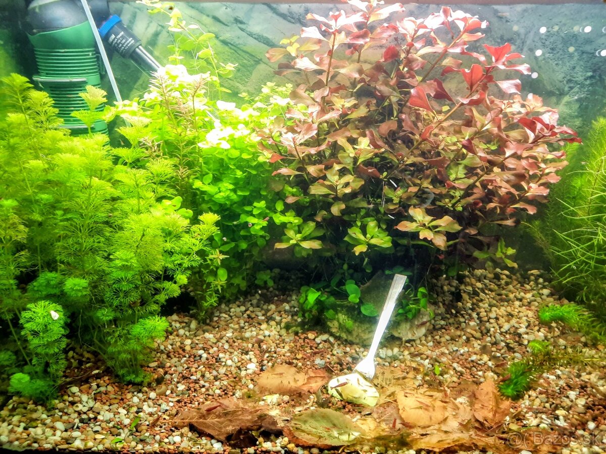 Rastlinky ,Rastliny do akvaria. - 2