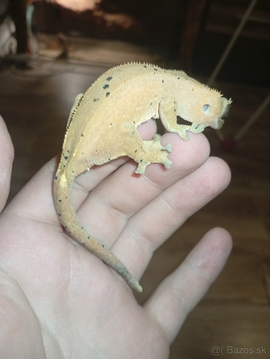 Pagekon mláďatá 🏠🐲 - 2
