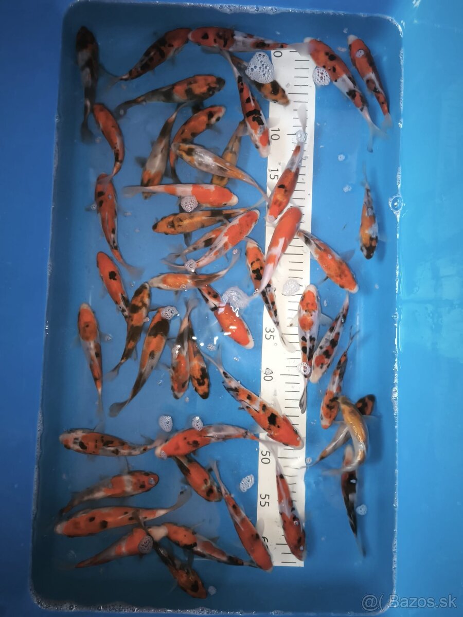 Koi japan kapre - 2
