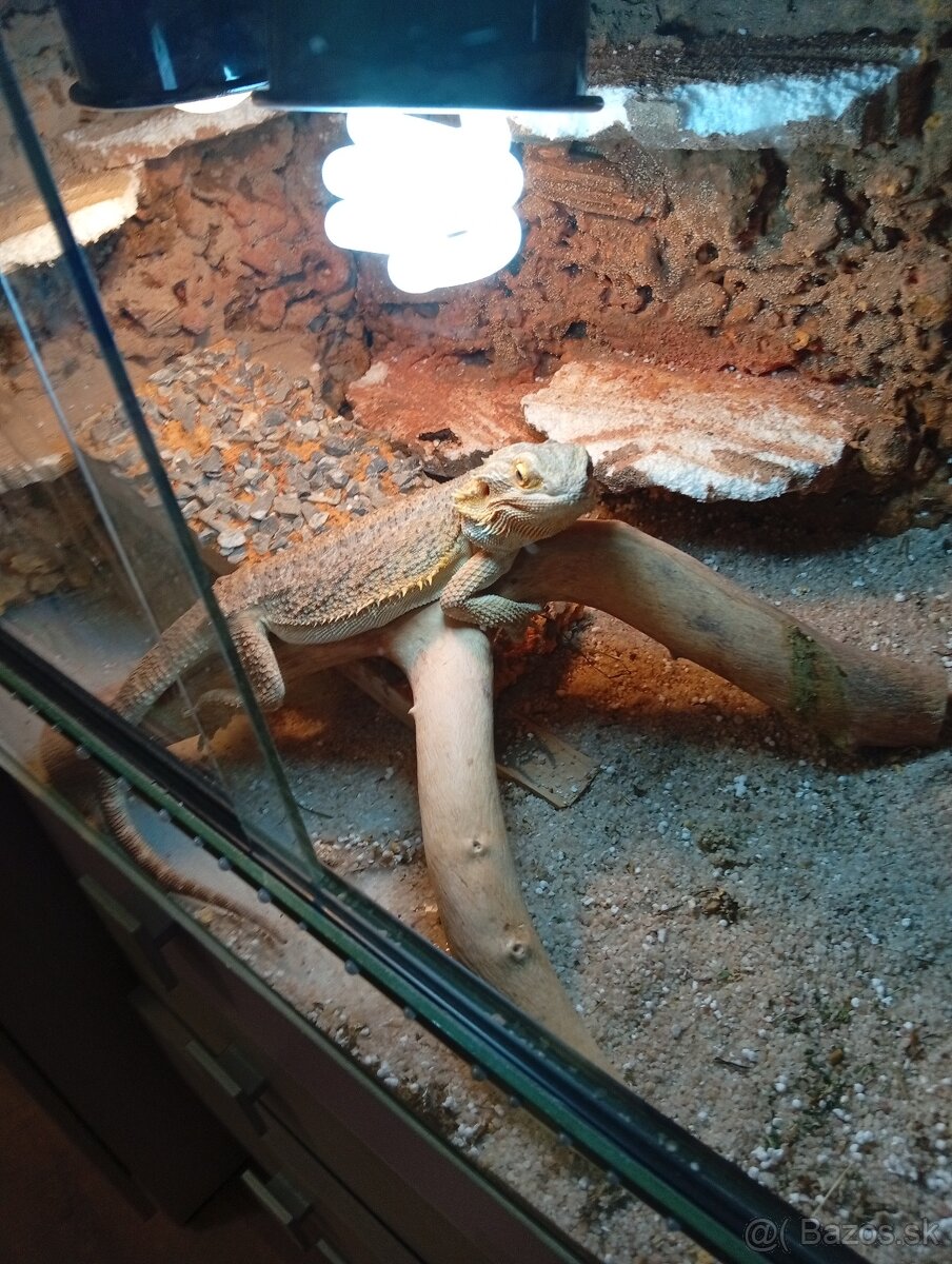 Agama bradatá - 2